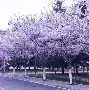 青岛黄海足球俱乐部2020赛季引援最新消息 青岛黄海足球俱乐部2020赛季引援最新消息